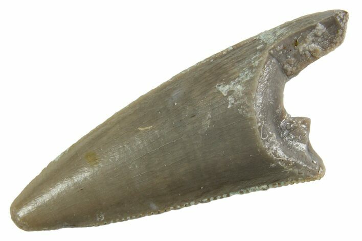 Serrated, Triassic Reptile (Postosuchus?) Tooth - Arizona #362424